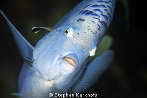 Yellowbar Angelfish while getting cleaned taken with 180mm. by Stephan Kerkhofs 